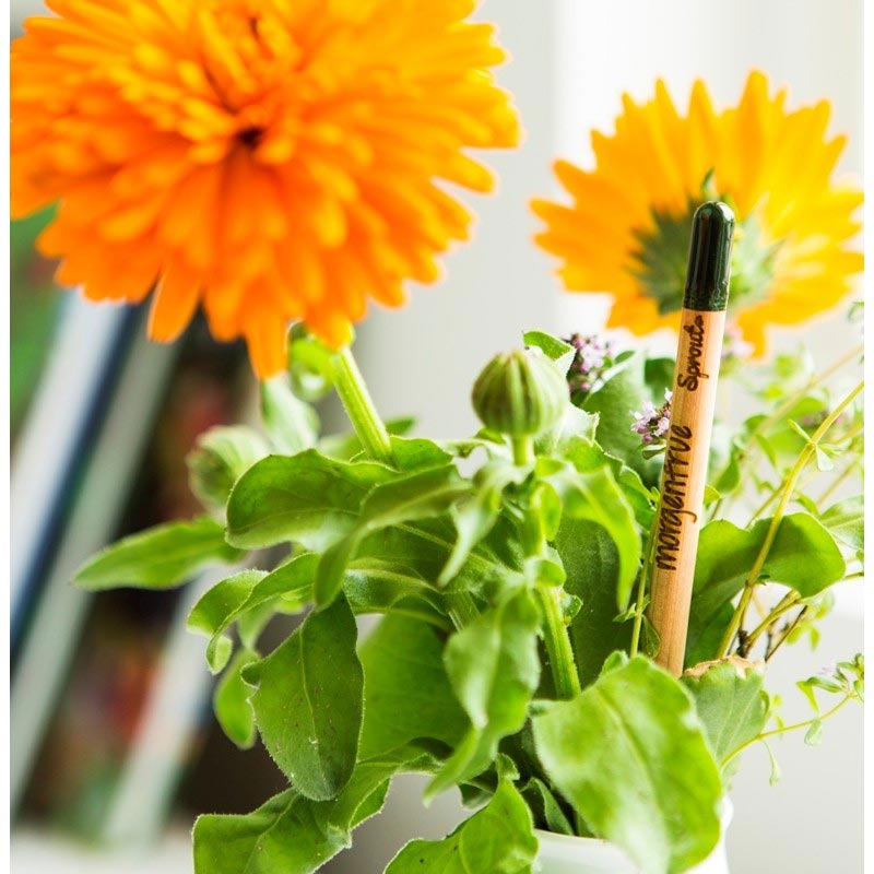 Stiftebecher mit Sprout Buntstiften